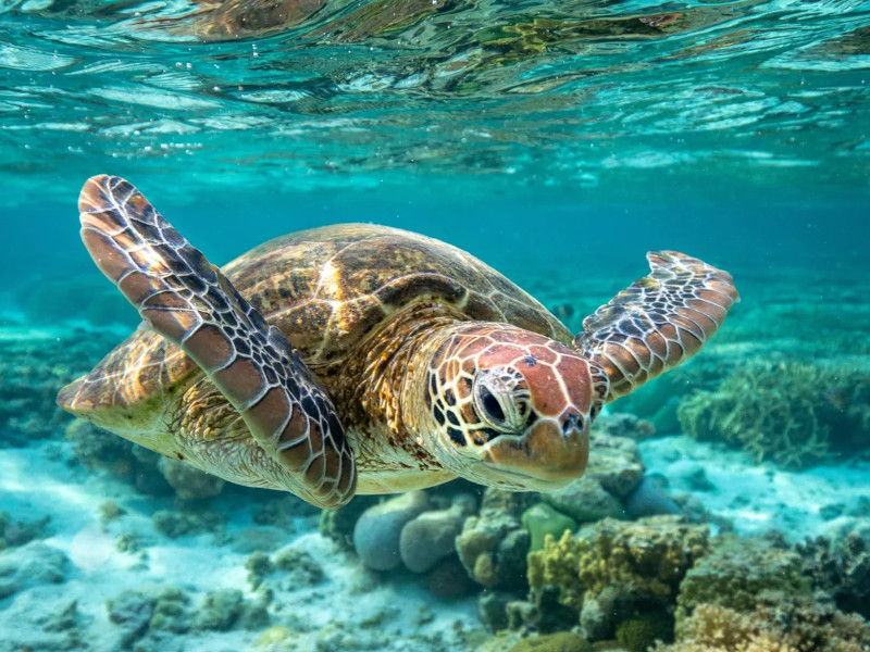 Virtuální realita Turtle Island